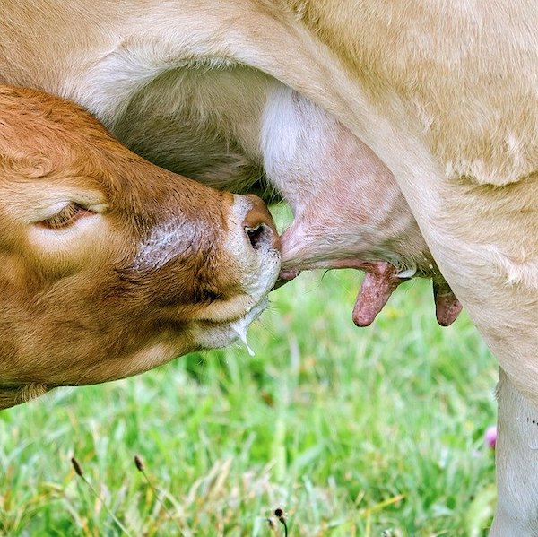 latte amore mucca vitello