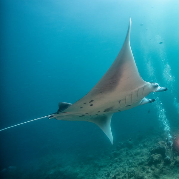 cruelty free pesca pescato