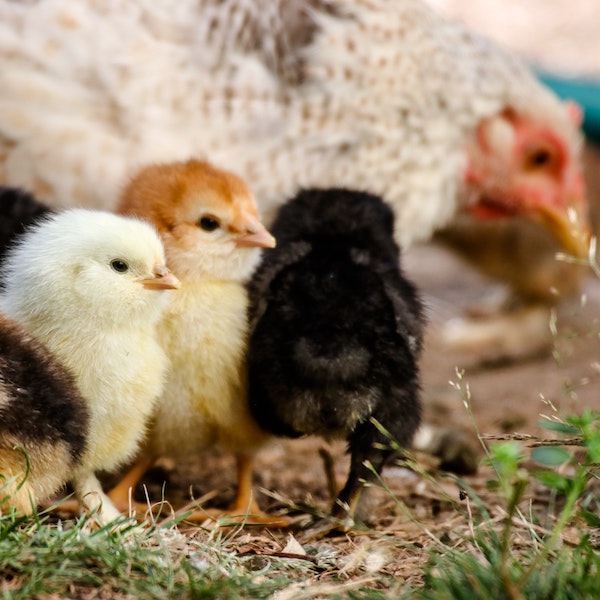 galline ovaiole pulcini