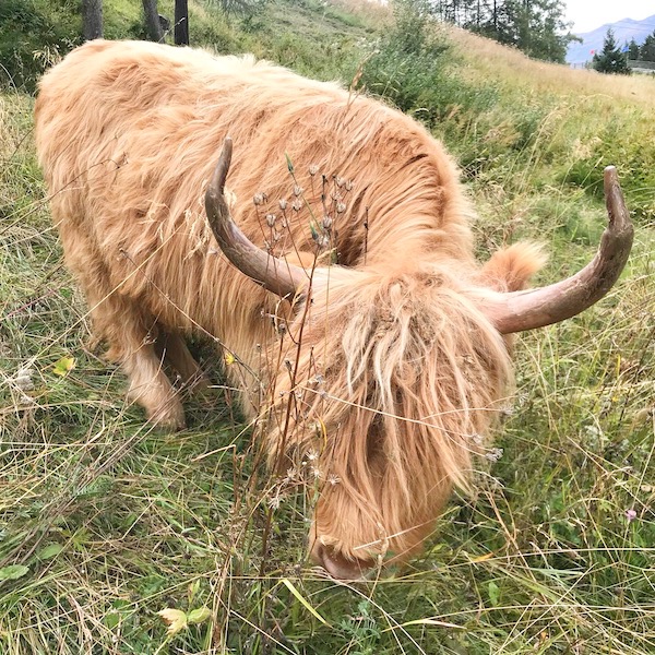 mucca delle Highlands scozzesi libera
