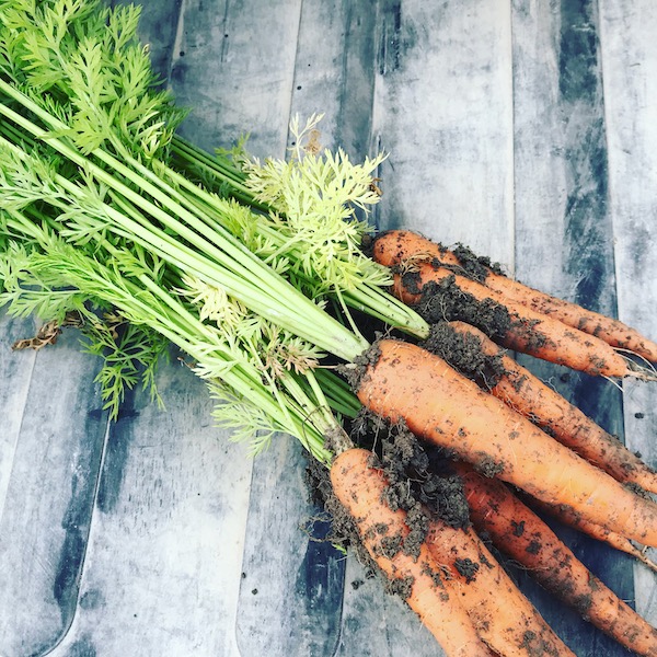 verdura terreno vitamina B12 batteri