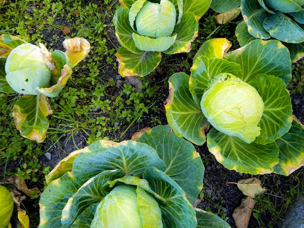 Frutta e verdura di novembre: largo alle&nbsp;crucifere!